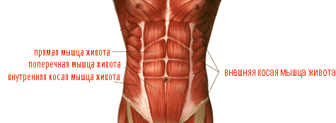 мышцы живота.png